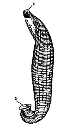 Рис. 186. Медицинская пиявка Hirudo medicmalis (из Матвеева) 1 - передняя присоска, 2 – задняя присоска