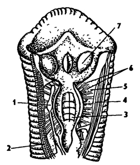Рис. 188. Передний конец тела медицинской пиявки, вскрытой с брюшной стороны (по Гертеру) 1 - ганглий, 2 - продольные мышцы, 3 - глотка 4 - лакуна, 5, 6 - мускулатура глотки, 7 – челюсть