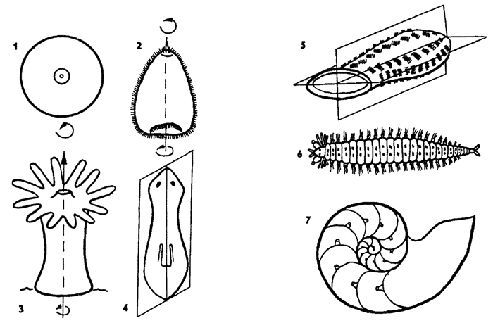 Рис. 14. Типы симметрии у животных 1 - центральная, 2 - осевая, 3 - радиальная, 4 - билатеральная, 5- двулучевая, 6-поступательная (метамерия), 7 - поступательно-вращательная