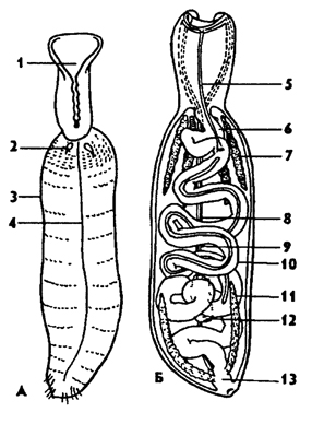 Рис. 191. Эхиуриды Echiurus (по Барнсу): А - внешнее строение с вентральной стороны, Б - внутреннее строение (с дорсальной стороны); 1 - желобок, 2 - щетинка, 3 - туловище, 4 - брюшной нервный ствол, 5 - кишечный сосуд, 6 - передняя кишка, 7 - нефридий, 8 - нервный ствол, 9 - вентральный кровеносный сосуд, 10 - средняя кишка, 11 - анальный мешок, 12 - гонада, 13 - прямая кишка