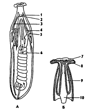 Рис. 194. Внутреннее строение сипункулиды (по Барнсу): А - вскрытая сипункулида, Б - передний конец тела с гидравлической системой щупалец; 1 - мозг, 2 - нервное кольцо, 3 - вентральный нервный ствол, 4 - ретрактор 5 - задняя кишка, 6 - средняя кишка, 7 - рот, 8 - щупальца, 9 - щупальцевый мешок, 10 – пищевод