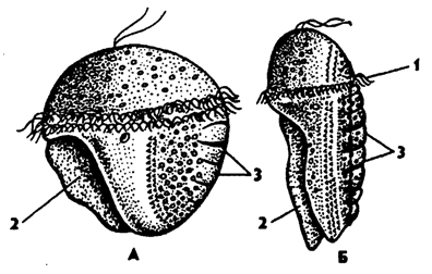 Рис. 202. Личинки хитона Ischnochiton magdalensis: A - ранняя трохофора, Б - поздняя трохофора (по Хитсу); 1 - трох, 2 - зачаток ноги, 3 - зачаток раковины
