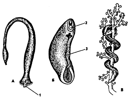 Рис. 203. Беспанцирные моллюски: А - хетодерма Chaetoderma nitidulum, Б - неомения Neomenia carinata, В - мизомения Myzomenia, 1 - жабры, 2 - рот, 3 - брюшная борозда (из Гаймен)
