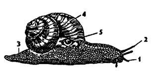 Рис. 207. Виноградная улитка Helix pomatia (из Натали): 1, 2 – щупальца, 3 – нога, 4 – раковина, 5 – дыхательное отверстие