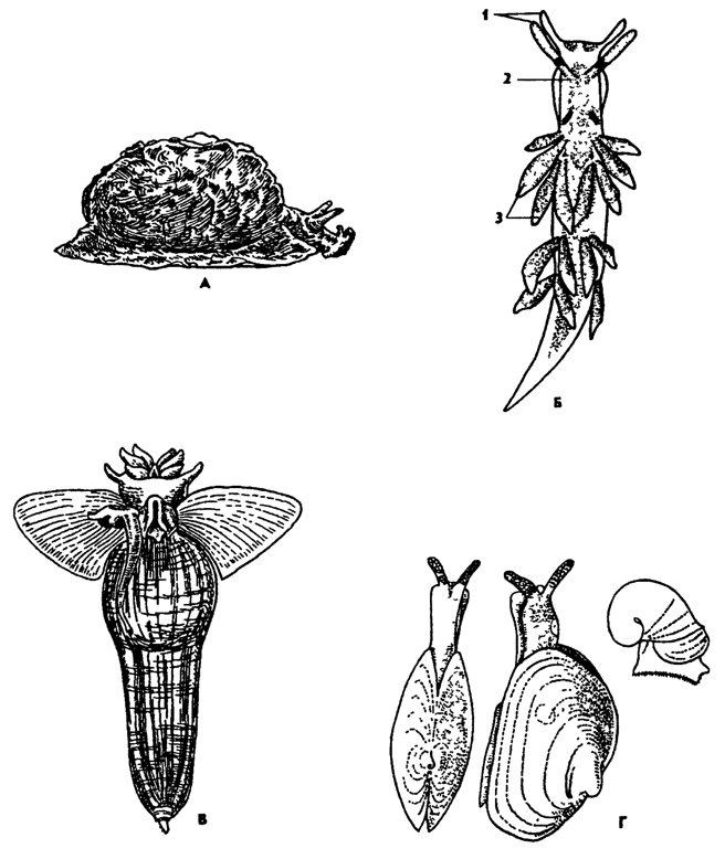Рис. 212. Заднежаберные моллюски (по Догелю): А - морской заяц Aplysia depilans, Б - голожаберный моллюск Catnona, 1 - щупальца, 2 - голова, 3 - адаптивные жабры, В - морской ангел Chone hmactna, Г - бертелиния Бертелиния