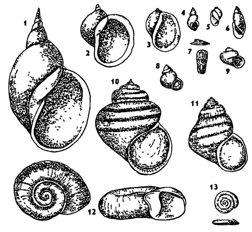 Рис. 214. Пресноводные брюхоногие (по Натали): 1 - Lymnaea stagnahs, 2 - L.aunculans, 3 - L.ovata, 4 - L.truncatula, 5 - Physa fontmalis, 6 - Aplexa hypnorum, 7 - An cylus lacustns, 8 - Bithynia tentaculata, 9 - Valvata piscmahs, 10 - Viviparus contectus, 11 - V.viviparus, 12 - Planorbis corneus, 13 - P.planorbis