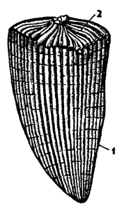 Рис. 219. Раковина ископаемого двустворчатого моллюска Hippurites (из Цителля): 1,2 - асимметричные створки раковины