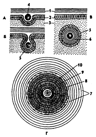 Рис. 221. Схема образования жемчуга: А. Б, В - последовательные стадии, Г - шлиф через жемчужину; 1 - перламутровый слой, 2 - мантийный эпителий, 3 - соединительная ткань, 4 - инородное тело, 5 - мантийный мешок, 6 - жемчужина, 7 - слои перламутра, 8 - ядро, 9 - конхиолино-вые слои, 10 - призматические слои