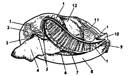 Рис. 223. Мантийная полость беззубки Anodonta cygnea (по Гауэс): 1 - линия по которой обрезана мантия, 2 - передний мускул-замыкатель, 3 - рот, 4 - нога, 5 - ротовые лопасти, 6 - левая внутренняя полужабра, 7 - левая наружная полужабра, 6 - правая складка мантии, 9 - вводной сифон, 10 - выводной сифон, 11 - задняя кишка, 12 – перикардий