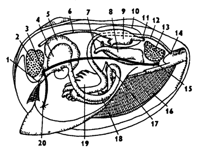 Рис. 225. Схема нервной системы двустворчатых моллюсков (по Гессе): 1 - церебральные ганглии, 2 - плевральные ганглии, 3 - педальные ганглии, 4 - висцеро-па-риетальные ганглии
