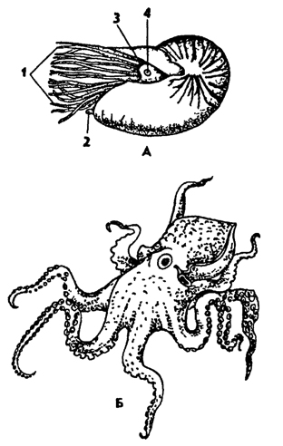 Рис. 234. Головоногие моллюски: А - наутилус Nautilus, Б - осьминог Benthoctopus; 1 - щупальца, 2 - воронка, 3 - капюшон, 4 – глаз