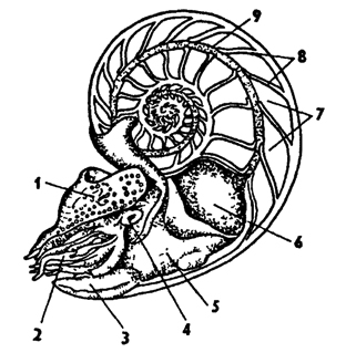 Рис. 235. Наутилус Nautilus pompilius с распиленной раковиной (по Оуэну): 1 - головной капюшон, 2 - щупальца, 3 - воронка, 4 - глаз, 5 - мантия, 6 - внутренностный мешок, 7 - камеры, 8 - перегородка между камерами раковины, 9 – сифон