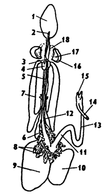 Рис. 239. Пищеварительная система каракатицы Sepia officinalis (по Резелеру и Лампрехту): 1 - глотка, 2 - общий слюнной проток, 3 - слюнные протоки, 4 - задняя слюнная железа, 5 - пищевод, 6 - головная аорта, 7 - печень, 8 - поджелудочная железа, 9 - желудок, 10 - слепой мешок желудка, 11 - тонкая кишка, 12 - печеночный проток, 13 - прямая кишка, 14 - проток чернильного мешка, 15 - анус, 16 - головная хрящевая капсула (разрезана), 17 - статоцист, 18 - нервное кольцо (разрезано)