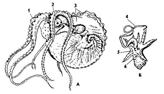Рис. 243. Моллюск Аргонавт (Argonauta): А - самка, Б - самец; 1 - воронка, 2 - глаз, 3 - раковина, 4 - гектокотиль, 5 - воронка, 6 - глаз (по Догелю)
