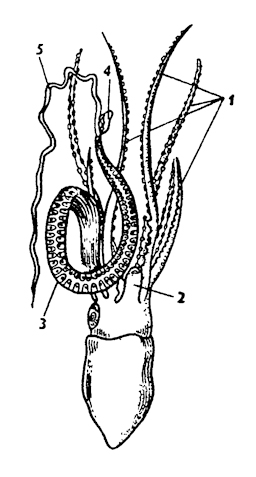 Рис. 245. Осьминог (самец) Ocythoe (по Пельзнеру): 1 - щупальца, 2 - воронка, 3 - гектокотиль, 4 - мешочек, 5 - концевая нить
