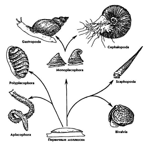 Рис. 249. Эволюция раковины моллюсков