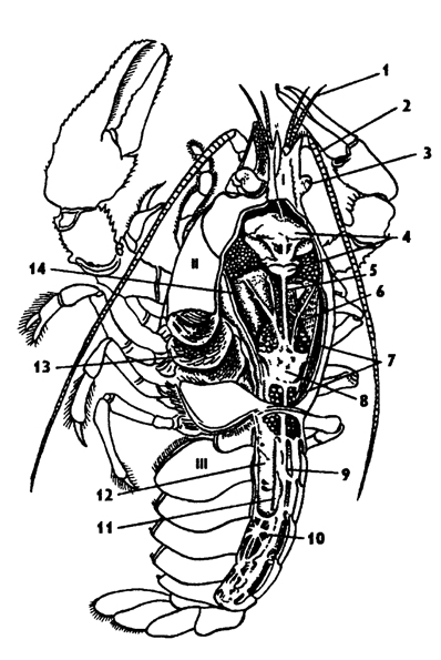 Рис. 255. Строение головы ракообразных (по Снодграссу): А - жаброног Eubranchipus vemalis (протоцефалон обособлен) Б - креветка Spirontocans polans (протоцефалон отделен), В - боколлав Orchestoidea califomica (голова сложная); 1 - антеннула 2 - антенна 3 - верхняя губа 4 - сложный глаз, 5 - мандибула, 6 - фудные ноги, 7 - протоцефалон 8 - 2-й сегмент головы, 9 - слитные 3-й и 4-й сегменты головы 10- 11 - 1-й и 2-й сементы груди, 12, 13 - максиллы, 14 - ногочелюсть, 15 – челюстегрудь