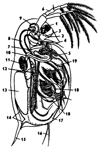 . 271.  Daphnia pulex ( ): 1 -  , 2 -  , 3 - , 4 -  , 5 - , 6 - , 7 - , 8 - , 9 -  , 10 -  , 11 - , 12 - , 13 -  , 14 -  , 15 -   , 16 - , 17 - , 18 -  , 19 - 1-   