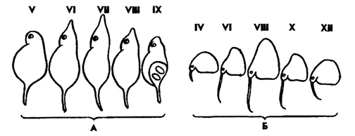 Рис. 272. Цикломорфоз у ветвистоусых: А - Daphnia cucuminata, B - Bosmina coregoni (из Натали). Римские цифры обозначают месяцы