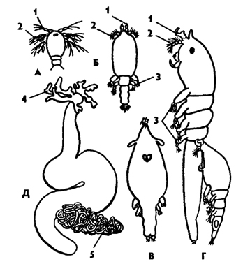 Рис. 275. Развитие паразитического рачка Lernaeocera (из Аверинцева): А - метанауплиус, Б - копеподная личинка, В - сидячая личинка, Г- спаривание самца и самки, Д - взрослая самка; 1 - антеннула, 2 - антенна, 3 - грудные ноги, 4 - орган прикрепления, 5 - яйцевой шнур