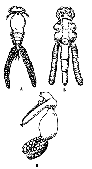 Рис. 276. Паразитические веслоногие Copepoda с пресноводных рыб (по Марковичу): А - Ergasilus peregnnus, 5 - Lamproglena compacta, В – Achteres