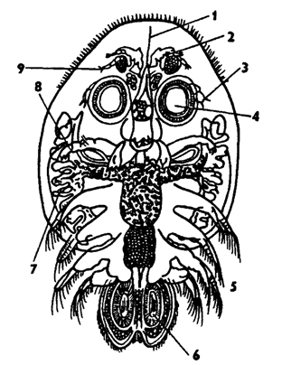 Рис. 277. Самец карповой вши Argulus foliaceus (no Клаусу): 1 - стилет, 2 - антеннула, 3 - максилла I, 4 - присоска, 5 - грудные ножки, 6 - семенник, 7 - печень, 8 - максилла II, 9 - антенна, возле нее глаз