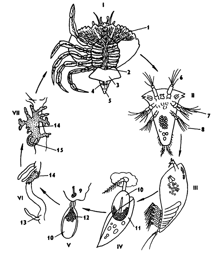 Рис. 279. Развитие паразитического усоногого рачка Sacculina (из Арон и Грассе): I - взрослая саккулина, II - науплиус, III - циприсовидная личинка, IV - личинка, прикрепившаяся к волоску краба, V - внедрение в полость тела краба клеточной массы паразита, VI - саккулина на поверхности кишечника, VII - образование мантии и мантийной полости у саккулины; 1 - корневидные выросты саккулины, 2 - стебелек, 3 - тело саккулины, 4 - отверстие мантийной полости, 5 - брюшко краба, 6 - антеннула, 7 - антенна, 8 - мандибула, 9 - участок покровов краба, 10 - личинка-кентрогон, 11 - отбрасываемый панцирь циприсовидной личинки, 12 - клеточная масса, 13 - кишечник краба, 14 - внутренняя мигрирующая саккулина, 15 - зачаток мантийной полости