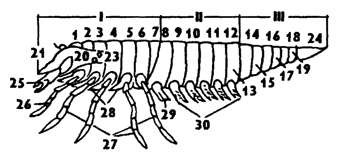 Рис. 291. Схема расчленения тела хелицеровых (по Ланге): I - просома (головогрудь), II - мезосома (переднебрюшье), III - метасома (заднебрюшье); 1- 19 - сегменты тела, 20 - акрон, 21 - эпистом, 22, 23 - глаза, 24 - тельсон, 25 - хелицеры, 26 - педипальпы, 27 - ходильные ноги, 28 - эндиты, 29 - половые ножки, 30 - жаберные ножки