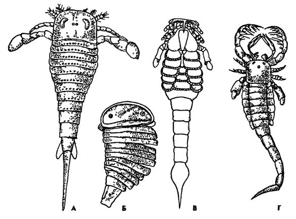 Рис. 294. Ракоскорпионы Gigantostraca: A - Eurypterus fischen, Б - Strabops thachen (no Клерку, Рюденову), B - Shmonia acuminata, Г - Mixopterus kiaen (по Штремеру)