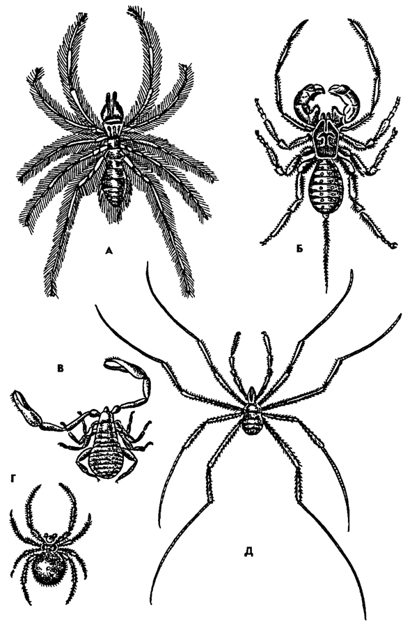 . 302.  ( ):  -  Galeodes araneoides,  -   Telyphonus caudatus, B -   Chelifer cancroides,  -   Phalangium opilio,  - - Latrodectus tredecimguttatus