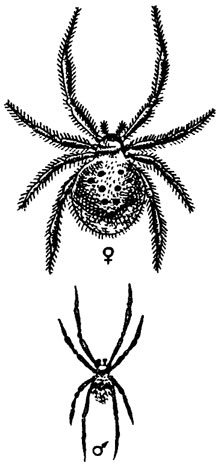 . 304.  Lathrodectus tredecimguttatus (  ,  )