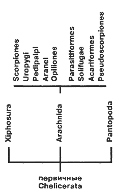 Рис. 307. Филогенетические отношения современных хелициновых