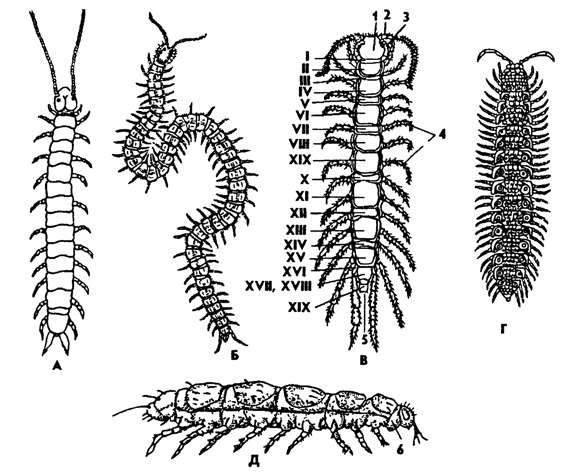 Рис. 309. Многоножки (из Беклемишева): А - Scolopendrella immaculata (Symphyla), Б – Pachimenum ferrugmeum (Chilopoda), B - Lithobius forficatus (Chilopoda), Г - Polydesmus complanatus (Diplopoda), Д - Pauropus silvaticus (Pauropoda); 1 - голова, 2 - антенна, 3 - ногочелюсть, 4 - ноги туловища, 5 - анус, 6 - шейный сегмент, I- XIX - туловищные сегменты