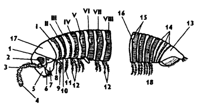 Рис. 310. Внешнее строение кивсяка Schizophyllum sabulosum (по Иванову): 1 - голова, 2 - глазное поле, 3 - антенна, 4 - обонятельные органы, 5 - верхняя губа, 6 - верхняя челюсть, 7 - щека, 8 - видоизмененная ножка 1-го туловищного сегмента, 9 - ножка 2-го туловищного сегмента, 10 - половое отверстие, 11 - ножка 3-го сегмента, 12 - ножки двойных сегментов, 13 - тельсон, 14 - сегменты зоны роста, 15 - диплосомит, 16 - отверстия ядовитых желез, 17 - шейный сегмент, 18 - задняя часть туловища; I-III - сегменты 'груди', IV-VIII - сегменты 'брюшка'