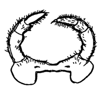 Рис. 312. Максилы костянки Lithobius forficatus (Chilopoda) (из Догеля)