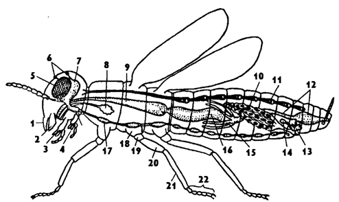 Рис. 316. Схема организации крылатого насекомого (по Хадорну): 1 - верхняя губа, 2 - мандибулы, 3 - максиллы, 4 - нижняя губа, 5 - глаза фасеточные,6 - глазки простые, 7- мозг, 8 - слюнная железа, 9 - зоб, 10 - яичник, 11 - сердце, 12 - задняя кишка, 13 - придаточные железы, 14 - семяприемник, 15 - мальпигиевы сосуды, 16 - средняя кишка, 17 - брюшная нервная цепочка, 18 - тазик, 19 - вертлуг, 20 - бедро, 21 - голень, 22 – лапка