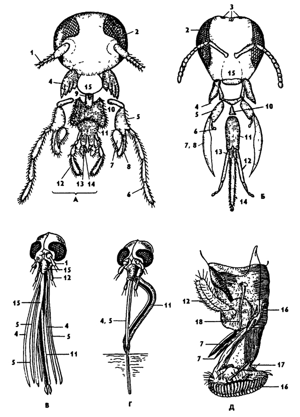 Рис. 317. Ротовые аппараты насекомых (из Хадорна): А - грызущий у таракана, Б - грызуще-лижущий у пчелы, В, Г - колюще-сосущий у комара, Д - лижущий у мухи; 1 - антенны, 2 - глаза сложные, 3 - глазки простые, 4 - мандибулы, 5 - стволик максилл,6 - челюстной щупик 7, 8 - нижние челюсти, жевательные лопасти, 9 - сочленение, 10 - подподбородок, 11 - подбородок нижней губы, 12 - губной щупик, 13, 14 - язычок, 15 - верхняя губа, 16 - нижняя губа, 17 - сочленение с лопастями, 18 - слюнные протоки