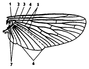 Рис. 320. Схема строения крыла насекомого (из Кенигсмена): 1 - костальная жилка, 2 - субкостальная, 3 - радиальная, 4 - медиальная, 5 - кубитальная, 6 - анальная, 7 - югальные жилки