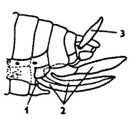 Рис. 322. Схема строения яйцеклада насекомого (из Бей-Биенко): 1 – половое отверстие, 2 - створки яйчиков цеклада, 3- церки