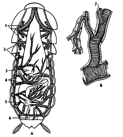 Рис. 326. Трахейная система черного таракана Blatta orientalis (А) и участок трахеи (Б) (из Догеля): 1 - трахейные стволы, 2 - стигмы, 3 - зоб, 4 - пилорические придатки, 5 - средняя кишка, 6 - задняя кишка, 7 – тенидии