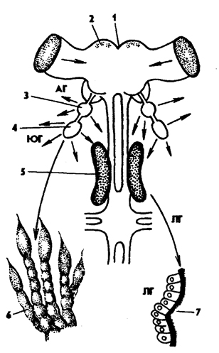 Рис. 328. Нервная система насекомых (из Вюрбаха): 1 - протоцеребрум, 2 - нейросекреторные клетки, 3 - грибовидное тело, 4 - дейтоцеребрум, 5 - антеннальный нерв, 6 - тритоцеребрум, 7 - кардиальные тела, 8 - прилежащие тела, 9 - окологлоточная коннектива, 10 - подглоточный ганглий, 11 - нервы конечностей, 12 - фудные ганглии, 13 - брюшные ганглии, 14 - непарный нерв симпатической системы