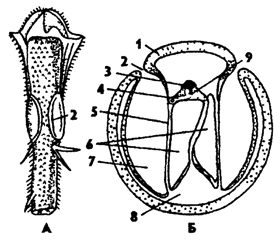 Рис. 332. Тимпанальный орган (слуха) кузнечика: А - передняя голень, Б - поперечный разрез через голень в области тимпанального органа (по Швабе); 1 - кутикула, 2 - слуховая щель, 3 - шапочковая клетка, 4 - сколпофор, 5 - барабанная перепонка, 6 - трахеи, 7 - барабанная полость, в - полость ноги, 9 - сколопоидное тельце