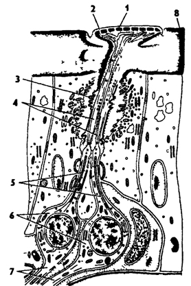 Рис. 333. Обонятельная сенсилла насекомых (по В Иванову); 1 - кутикулярная пластинка, 2 - поры, 3 - кутикулярная трубочка, 4 - видоизмененный жгутик, 5 - периферический отросток чувствительной клетки, 6 - чувствительные клетки, 7 - центральный отросток чувствительной клетки, 8 – кутикула