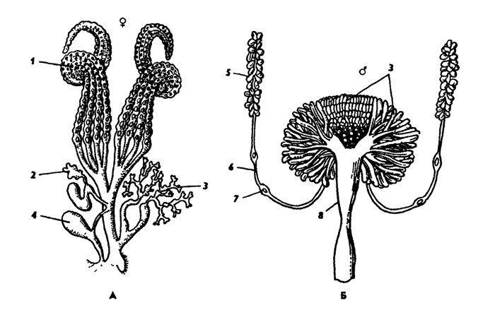 Рис. 336. Половая система самки (А) и самца (Б): 1 - яичник, 2 - семяприемник, 3 - придаточные железы, 4 - совокупительная сумка, 5 - семенник, 6 - семяпровод, 7 - его раздвоение, 8 - семяизвергательный канал (из Догеля)