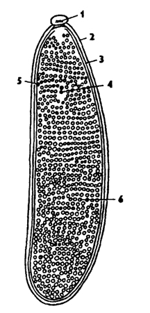 Рис. 337. Строение яйца насекомого (из Бей-Биенко): 1 - микропиле, 2 - хорион, 3 - желточная оболочка, 4 - ядро, 5 – полярные тельца, 6 – желток