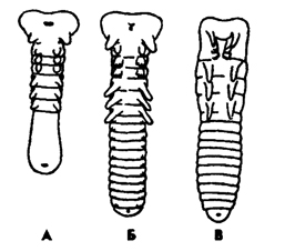 Рис. 339. Стадии развития сегментации и формирования конечностей в эмбриогенезе насекомых (из Шванвича): А - протоподная, Б - полиподная, В – олигоподная