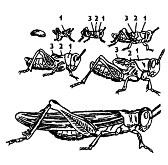 Рис. 340. Развитие с неполным превращением у саранчи Locusta migratoria (no Холодковскому): 1 - переднефудь, 2 - среднегрудь с зачатками крыльев, 3 - заднегрудь с зачатками крыльев