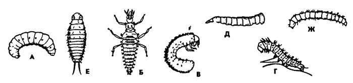 Рис. 342.Личинки насекомых с полным превращением (из Барнса): А - протоподная, Б, В - олигоподные, Г- полиподная, Д, Е, Ж – аподные