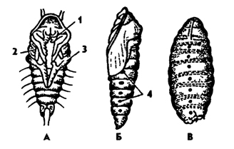 Рис. 343. Типы куколок у насекомых (из Вебера): А - свободная жука, Б - покрытая бабочки, В - скрытая мухи, 1 - антенна, 2 - зачатки крыльев, 3 - нога, 4 – дыхальца