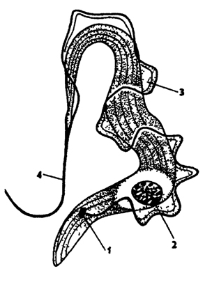 . 24.  Trypanosoma vittatae ( ) 1 - , 2 - , 3 -  , 4 - 